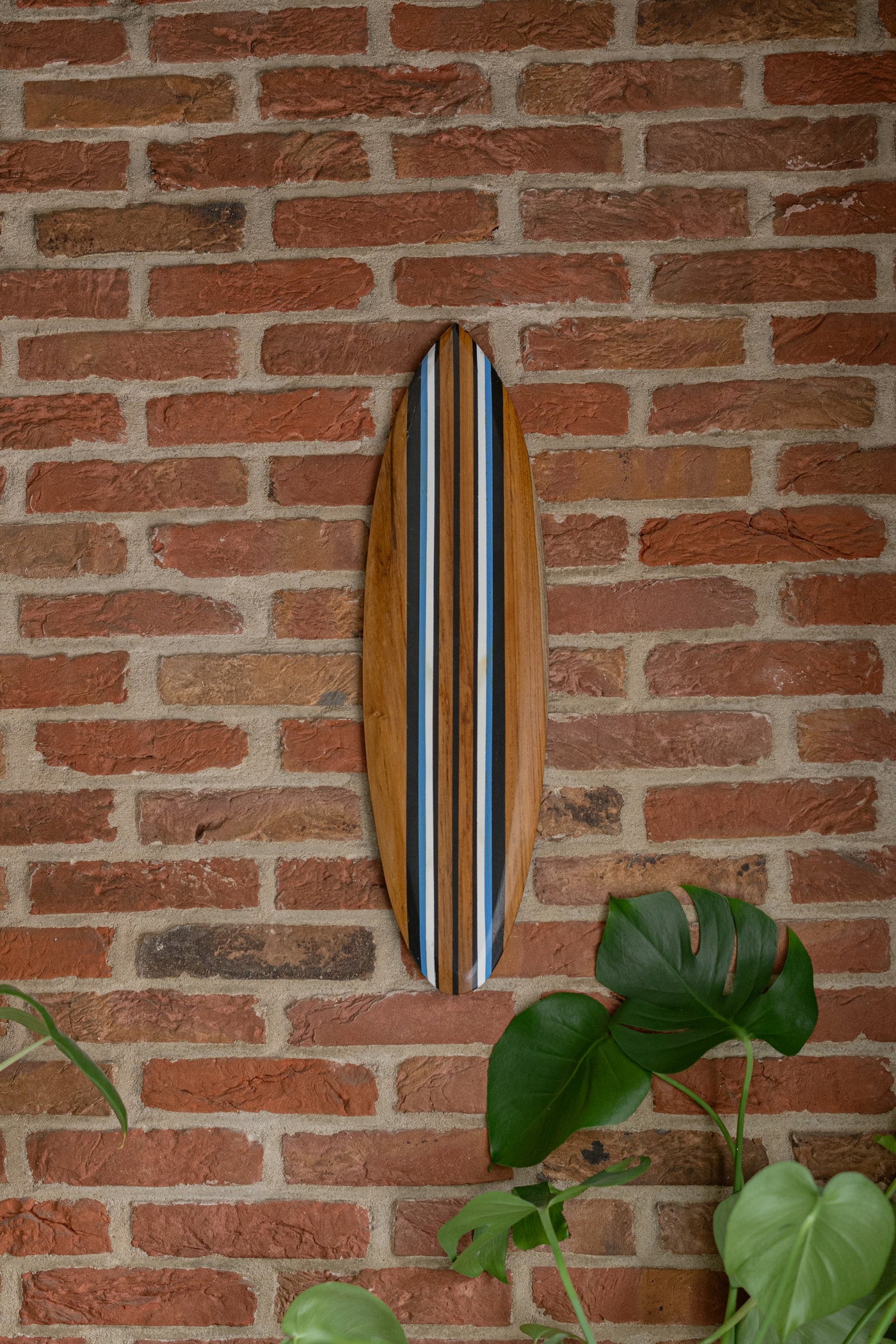 Tidez Bluebird 60cm